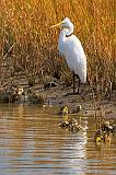 Egret On The Shore_29112